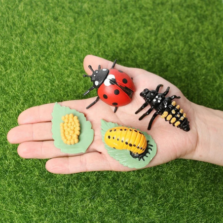 Ensemble de 4 Figurines éducatives cycle de croissance de la Coccinelle