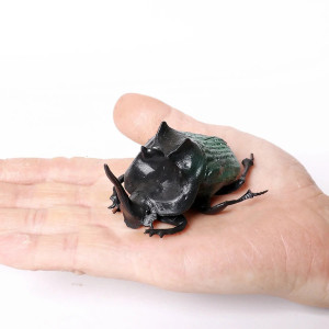 Lernfigur Nashornkäfer (Männchen) | Insekten entdecken