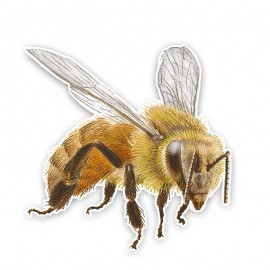 Realistischer Bienen-Aufkleber für Auto & Motorrad | 14x14 cm