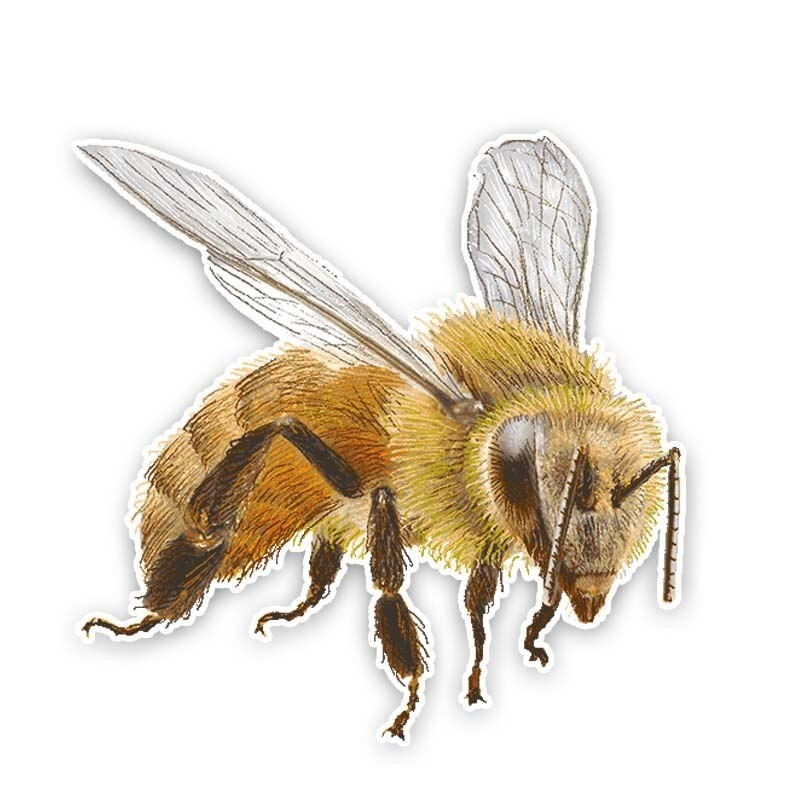 Realistischer Bienen-Aufkleber für Auto & Motorrad | 14x14 cm
