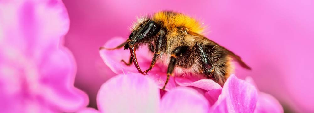 Bienenkostum, Maskottchen, Kinder und Erwachsene