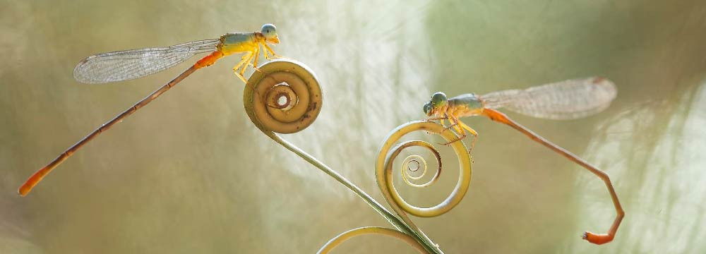 Libellen Ohrringe, Natur Schmuck und Geschenkidee