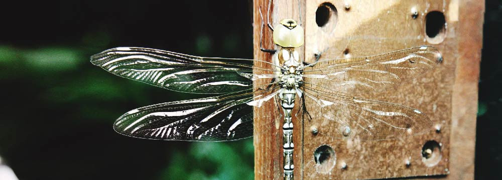 Libellen Schlusselanhanger, Natur Accessoire und kleines Geschenk