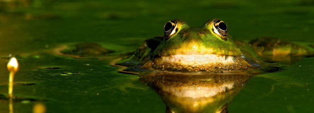 Frosch Schmuck, Halsketten, Ohrringe, Deko und Naturgeschenke