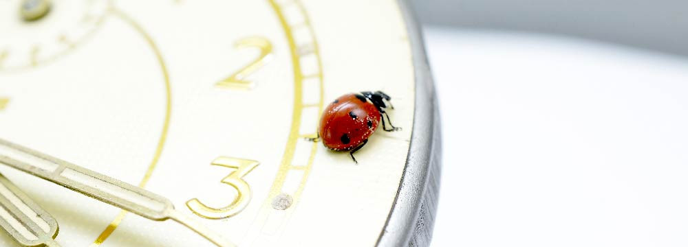 Marienkafer Uhr, Gluecks Accessoire am Handgelenk und Geschenkidee