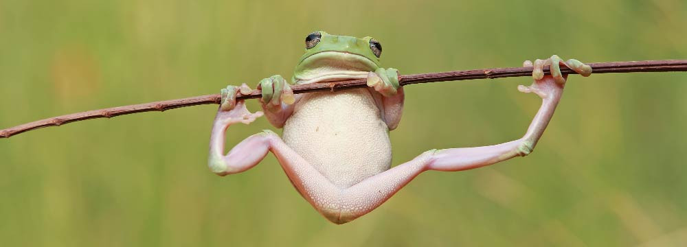 Frosch Halskette, Natur Anhanger und Gluecksbringer Schmuck