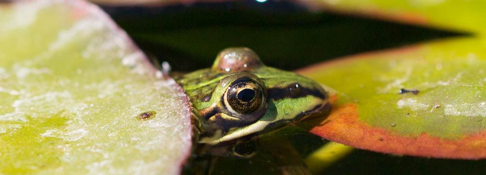 Frosch Ohrringe, Natur Schmuck und Geschenkidee