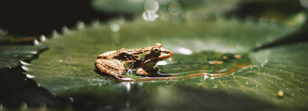 Frosch Brosche, Natur Anstecker und originelles Geschenk