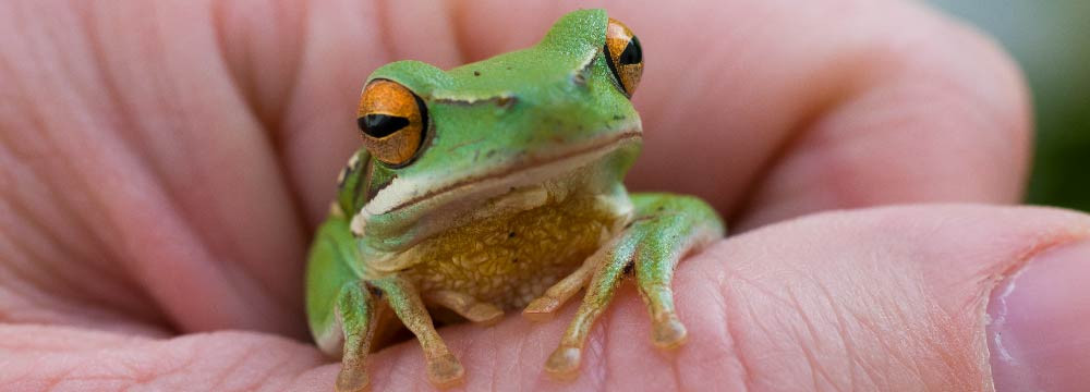 Frosch Ring, Natur Reif und Gluecksbringer Schmuck