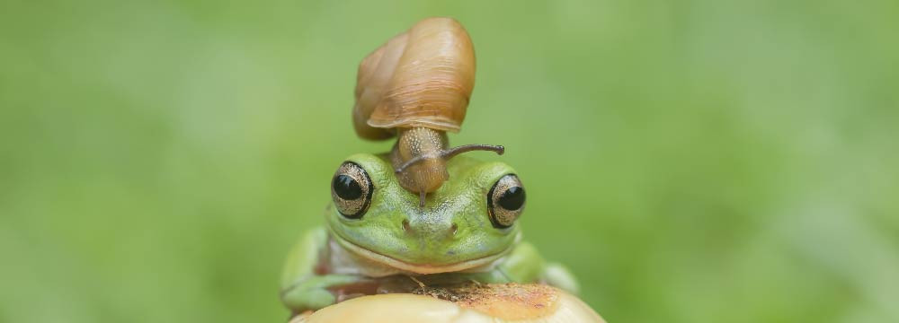 Frosch Cap, Natur Accessoire und originelles Geschenk