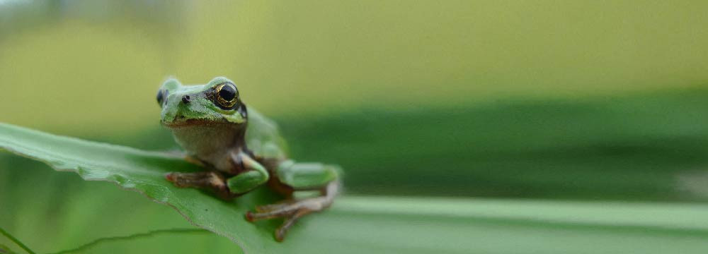 Frosch Aufnaher, Natur Abzeichen zum Aufnahen und Gestalten