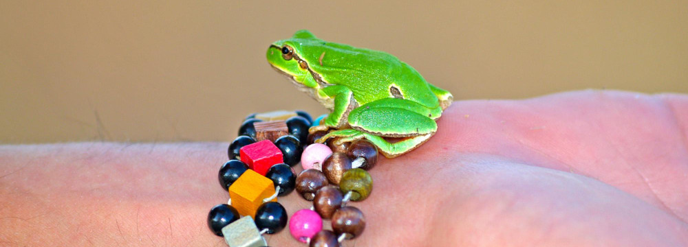 Frosch Armband, Natur Schmuck am Handgelenk und Geschenkidee