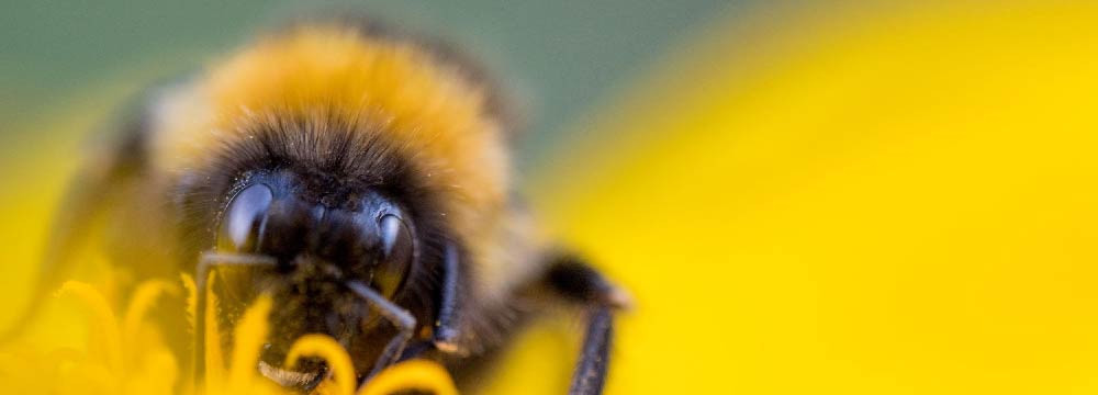 Bienenkostum Erwachsene, Verkleidung Damen Herren