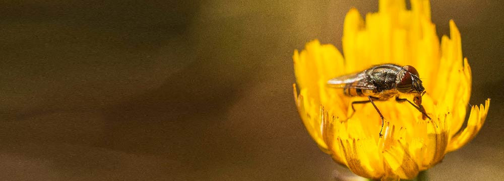 Bienenuhr: Damen, feines Motiv, Geschenkidee Natur