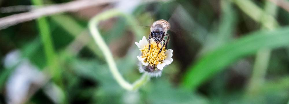 Bienen-Manschettenknöpfe: maskuline Natur-Eleganz