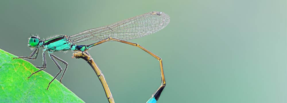 Libellen Halskette, Natur Anhanger und Schmuck zum Schenken