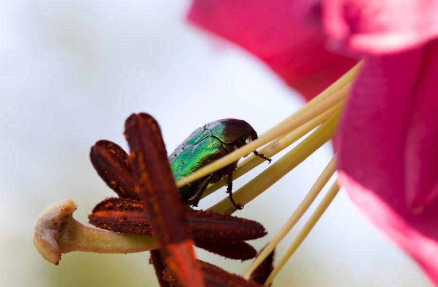 Der Skarabaus Verbundeter des Gartens und der Biodiversitat