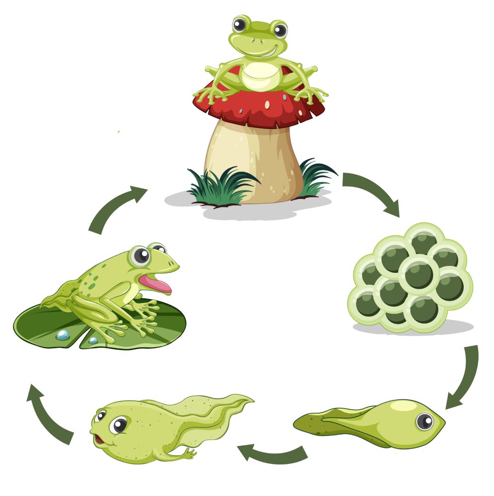 Der Frosch Verbundeter des Gartens und der Biodiversitat