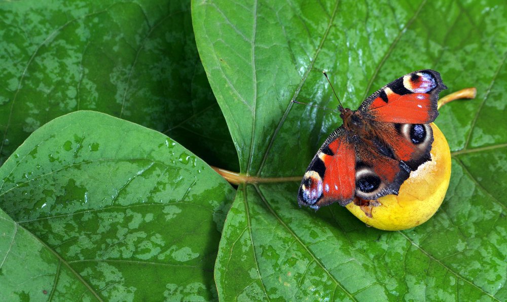 Bestaubende Freunde der Bienen und der Erhalt der Biodiversitat