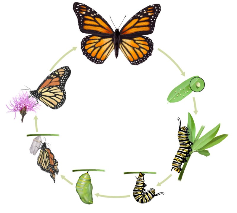 Schmuck und Accessoires inspiriert vom Schmetterling und seinen Farben