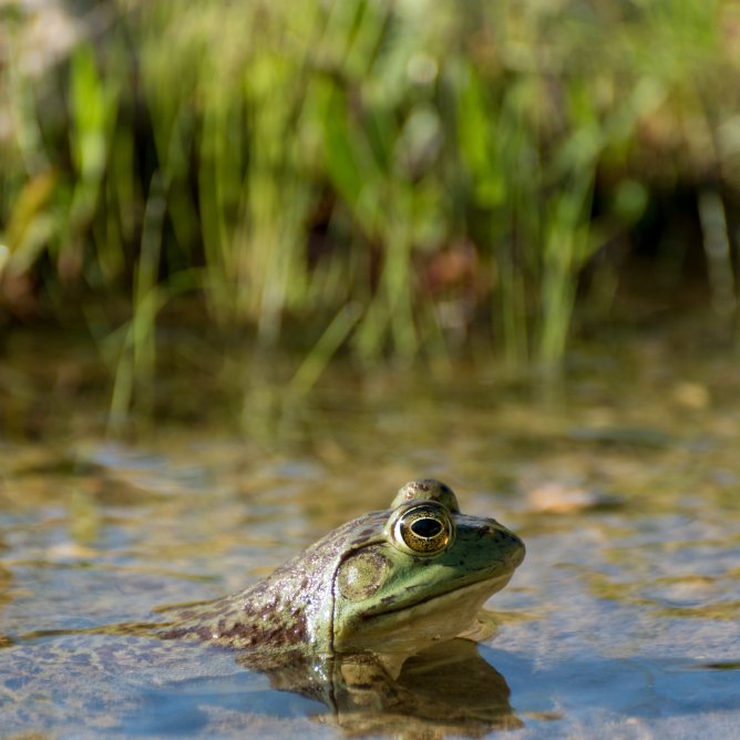 Schmuck und Accessoires inspiriert vom Frosch und der Natur