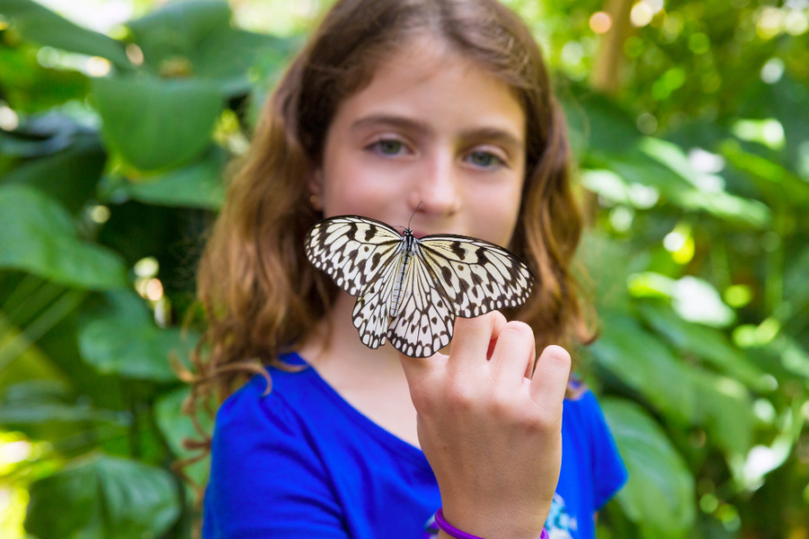 Der Schmetterling Bestauber Verbundeter des Gartens und der Biodiversitat