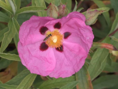 Die Schwebfliege: Diese als Wespe getarnte Fliege rettet Ihren Garten!