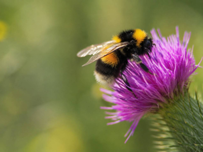 Bienen und Schmetterlinge: 4 konkrete Schritte, um sie vom eigenen Garten aus zu