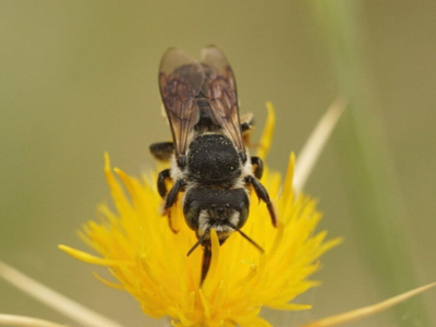Was ist eine Wildbiene?
