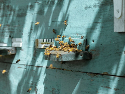 Wespennest oder Bienenschwarm? So reagieren Sie richtig!