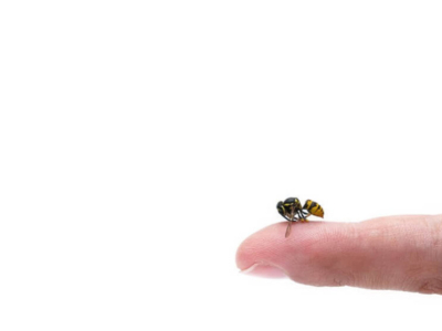 Warum sterben Bienen nach dem Stechen?