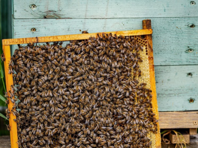 Alles über Bienenwachs