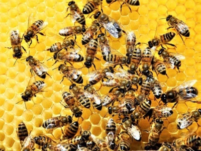 Was ist eine Honigbiene?