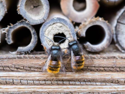 Was ist eine Wildbiene?