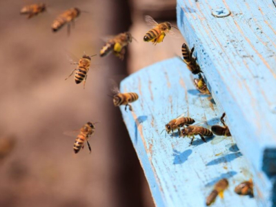 Wie viele Bienen leben in einem Bienenstock?