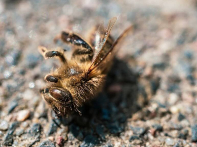 Wie viele Bienen sterben pro Tag?