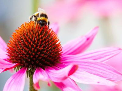 Wie kommunizieren Bienen miteinander?