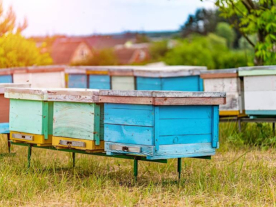 Wie viele Bienen sterben jedes Jahr?