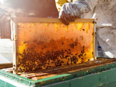 Wie viele Bienen für 1 kg Honig?