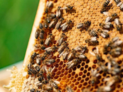 Wie viele Bienen gibt es auf der Welt?