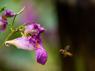 Wildbienen-Nistplätze erkennen: Ein Leitfaden
