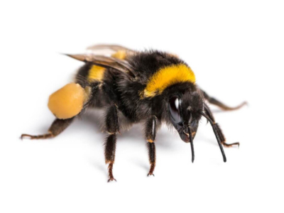 Entdecken Sie die Drohne, die männliche Biene im Bienenstock!