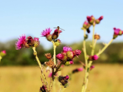 Alles über allergische Reaktionen auf Bienenstiche