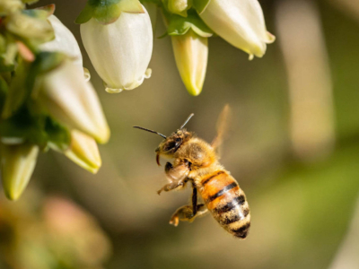 Der Entwicklungszyklus der Bienen