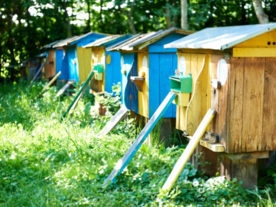 Entdecken Sie die wichtigen Bestäuber-Freunde der Bienen!